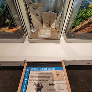 Cincinnati 5/22 - World of Insects, Anthropods, brown recluse, Loxosceles reclusa