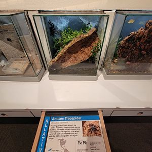 Cincinnati 5/22 - World of Insects, Anthropods, Antilles treespider, Avicularia versicolor