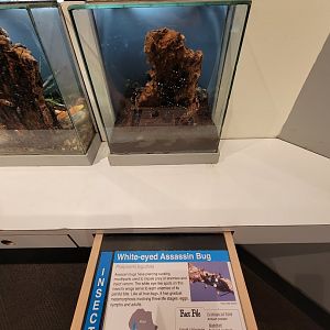 Cincinnati 5/22 - World of Insects, Anthropods, white-eyed assassin bug, Platymeris biguttata