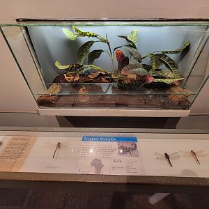 Cincinnati 5/22 - World of Insects, emperor scorpion, Pandinus imperator