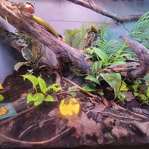 Cincinnati 5/22 - World of Insects, beetles