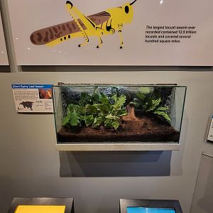 Cincinnati 5/22 - World of Insects, giant spiny leaf insect, Heteropteryx dilatata