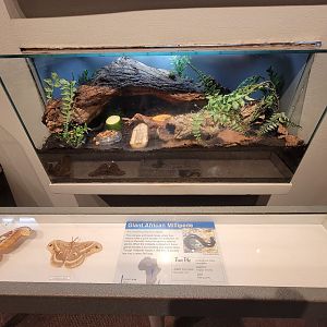 Cincinnati 5/22 - World of Insects, Success of Insects, giant African millipede, Archispirostreptus gigas