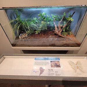 Cincinnati 5/22 - World of Insects, Success of Insects, Brazilian white-knee tarantula, Acanthoscurria geniculata