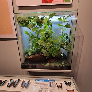 Cincinnati 5/22 - World of Insects, thorny devil, Eurycantha calcarata