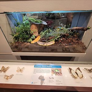 Cincinnati 5/22 - World of Insects, striped love beetle, Eudicella gralli