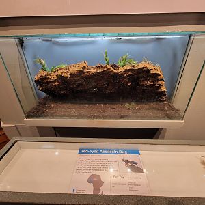 Cincinnati 5/22 - World of Insects, red-eyed assassin bug, Platymeris laevicollis