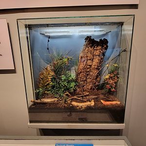 Cincinnati 5/22 - World of Insects, taxicab beetle, Pachnoda peregrina