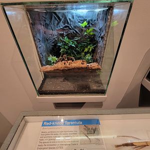 Cincinnati 5/22 - World of Insects, red-kneed tarantula, Brachypelma smithi