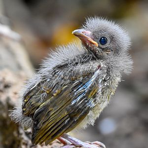 Satin Bowerbird chick