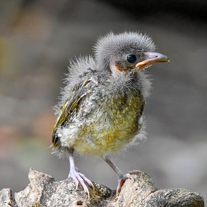 Satin Bowerbird chick