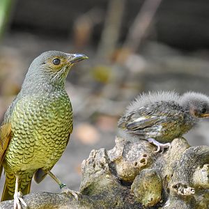 Satin Bowerbirds - adult and chick
