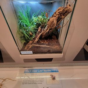 Cincinnati 5/22 - World of Insects, giant dead leaf mantis, Deroplatys desiccata (zoo babies)