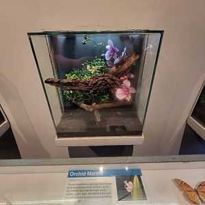 Cincinnati 5/22 - World of Insects, orchid mantid, Hymenopus coronatus