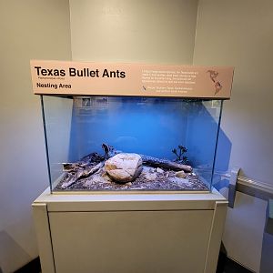 Cincinnati 5/22 - World of Insects, Texas bullet ants nesting area, Pachycondyla villosa