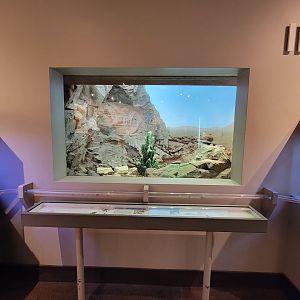 Cincinnati 5/22 - World of Insects, chuckwalla and blue spiny lizard