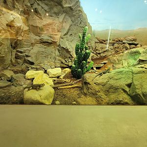 Cincinnati 5/22 - World of Insects, chuckwalla and blue spiny lizard