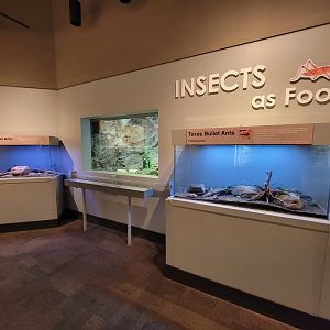 Cincinnati 5/22 - World of Insects, Texas bullet ants, with lizards in the middle