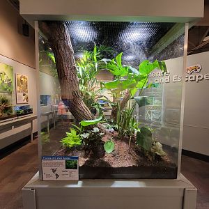 Cincinnati 5/22 - World of Insects, Florida orb web spider, Nephila clavipes