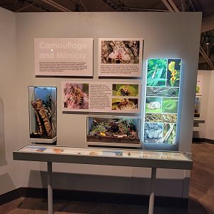 Cincinnati 5/22 - World of Insects, Camouflage and Mimicry