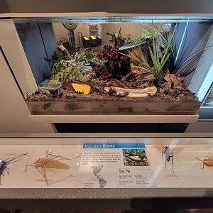 Cincinnati 5/22 - World of Insects, hercules beetle, Dynastes hercules
