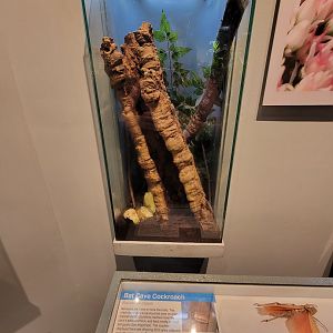 Cincinnati 5/22 - World of Insects, bat cave cockroach, Eublaberus distanti