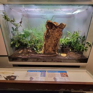 Cincinnati 5/22 - World of Insects, giant jumping stick and giant cockroach