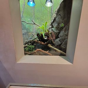 Cincinnati 5/22 - World of Insects, Chinese crocodile lizard, Shinisaurus crocodilurus