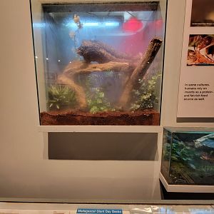 Cincinnati 5/22 - World of Insects, Madagascar giant day gecko, Phelsuma madagascariensis grandis