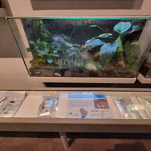 Cincinnati 5/22 - World of Insects, ornate horned frog, Caratophrys ornata