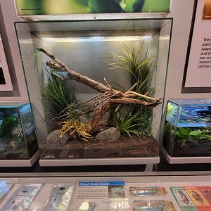 Cincinnati 5/22 - World of Insects, rough green snake, Opheodrys aestivus