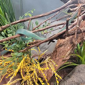 Cincinnati 5/22 - World of Insects, rough green snake, Opheodrys aestivus