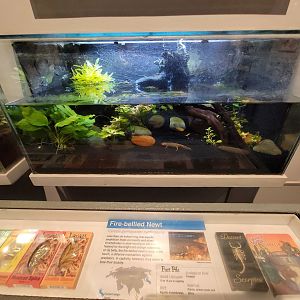 Cincinnati 5/22 - World of Insects, fire-bellied newt, Cynops pyrrhogaster pyrrhogaster