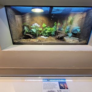 Cincinnati 5/22 - World of Insects, black-breasted leaf turtle, Geoemyda spengleri