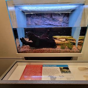 Cincinnati 5/22 - World of Insects, Aquatic Invasive Species marbled crayfish, Procambarus f. virginalis