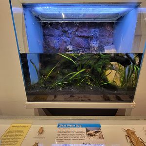 Cincinnati 5/22 - World of Insects, giant water bug, Abedus herberti