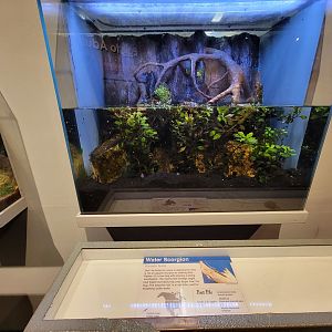 Cincinnati 5/22 - World of Insects, water scorpion, Ranatra fusca