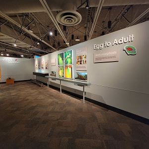 Cincinnati 5/22 - World of Insects, Egg to Adult