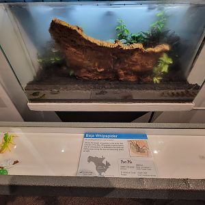 Cincinnati 5/22 - World of Insects, Baja whispider, Acanthophrynus coronatus