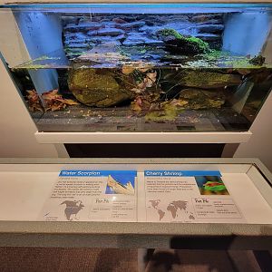 Cincinnati 5/22 - World of Insects, water scorpion and cherry shrimp