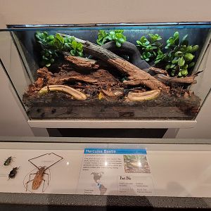 Cincinnati 5/22 - World of Insects, hercules beetle again, Dynastes hercules