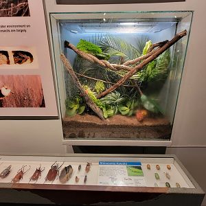 Cincinnati 5/22 - World of Insects, rhinoceros katydid, Copiphora rhinoceros