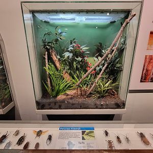 Cincinnati 5/22 - World of Insects, Peruvian firestick, Oreophoetes peruana
