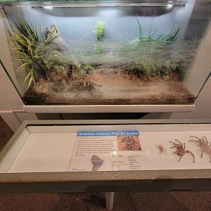 Cincinnati 5/22 - World of Insects, Brazilian salmon pink birdeater, Lasiodora parahybana