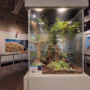 Cincinnati 5/22 - World of Insects, giant walking stick, Phobaeticus serratipes