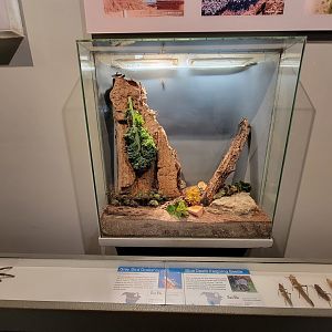 Cincinnati 5/22 - World of Insects, grey bird grasshopper and blue death-feigning beetle