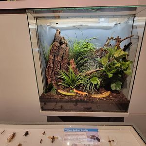 Cincinnati 5/22 - World of Insects, yellow-bellied beetle, Pachnoda flaviventris