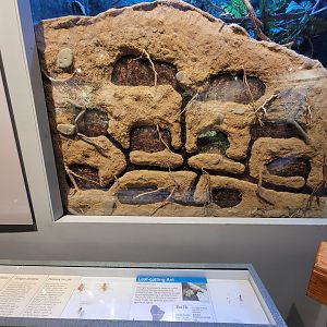 Cincinnati 5/22 - World of Insects, leaf-cutting ant, Atta cephalotes