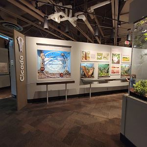 Cincinnati 5/22 - World of Insects, Cicada