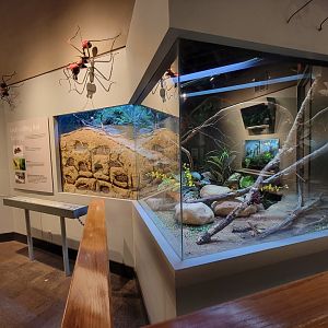 Cincinnati 5/22 - World of Insects, leaf-cutting ant, Atta cephalotes